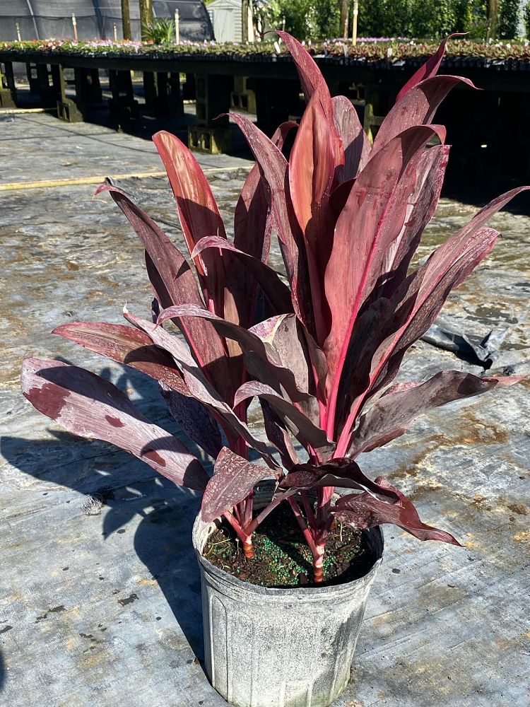 cordyline-fruticosa-auntie-lou-ti-plant-cordyline-terminalis-dracaena-terminalis