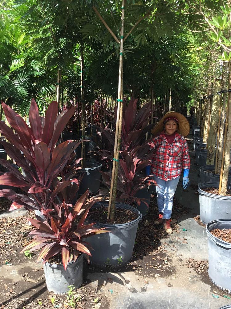 cordyline-fruticosa-auntie-lou-ti-plant-cordyline-terminalis-dracaena-terminalis