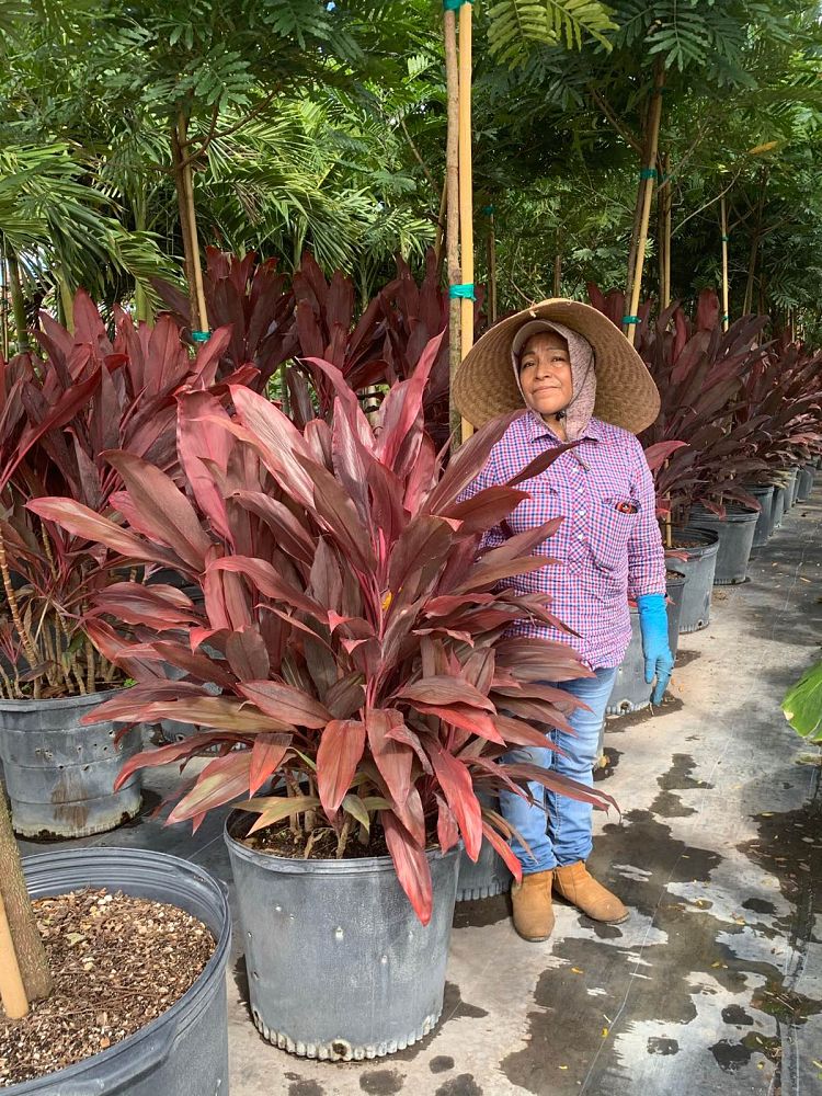 cordyline-fruticosa-auntie-lou-ti-plant-cordyline-terminalis-dracaena-terminalis