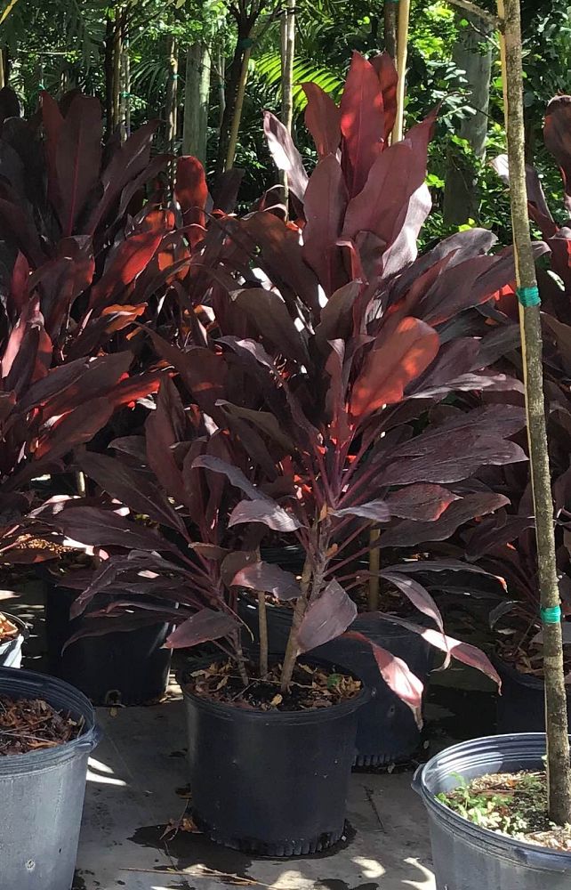 cordyline-fruticosa-auntie-lou-ti-plant-cordyline-terminalis-dracaena-terminalis
