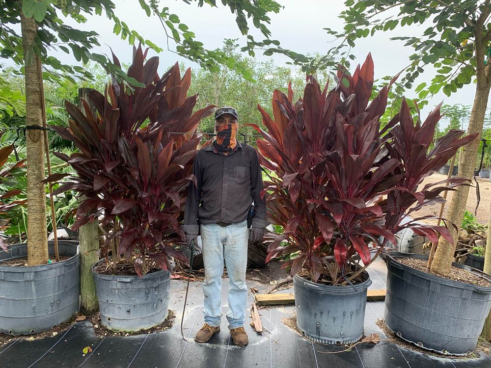 cordyline-fruticosa-auntie-lou-ti-plant-cordyline-terminalis-dracaena-terminalis