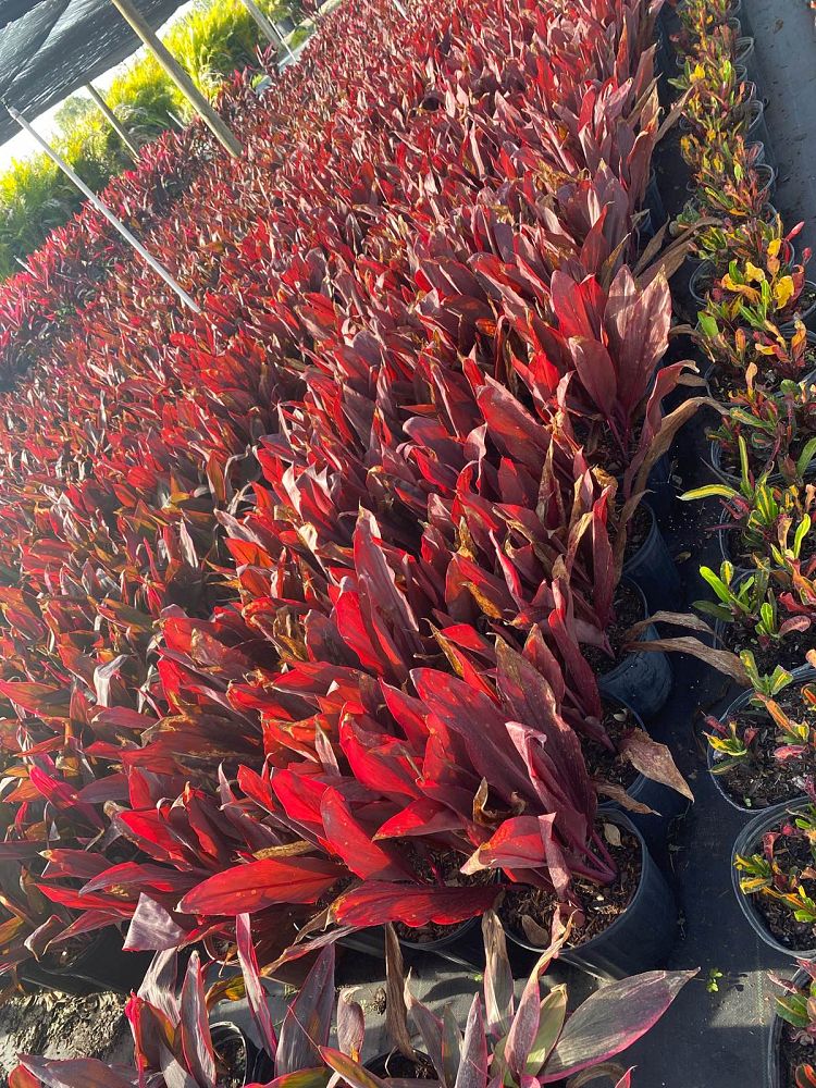 cordyline-fruticosa-auntie-lou-ti-plant-cordyline-terminalis-dracaena-terminalis