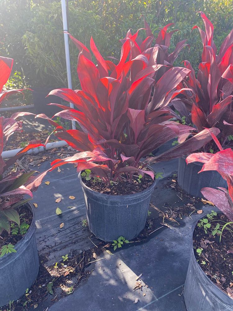 cordyline-fruticosa-auntie-lou-ti-plant-cordyline-terminalis-dracaena-terminalis