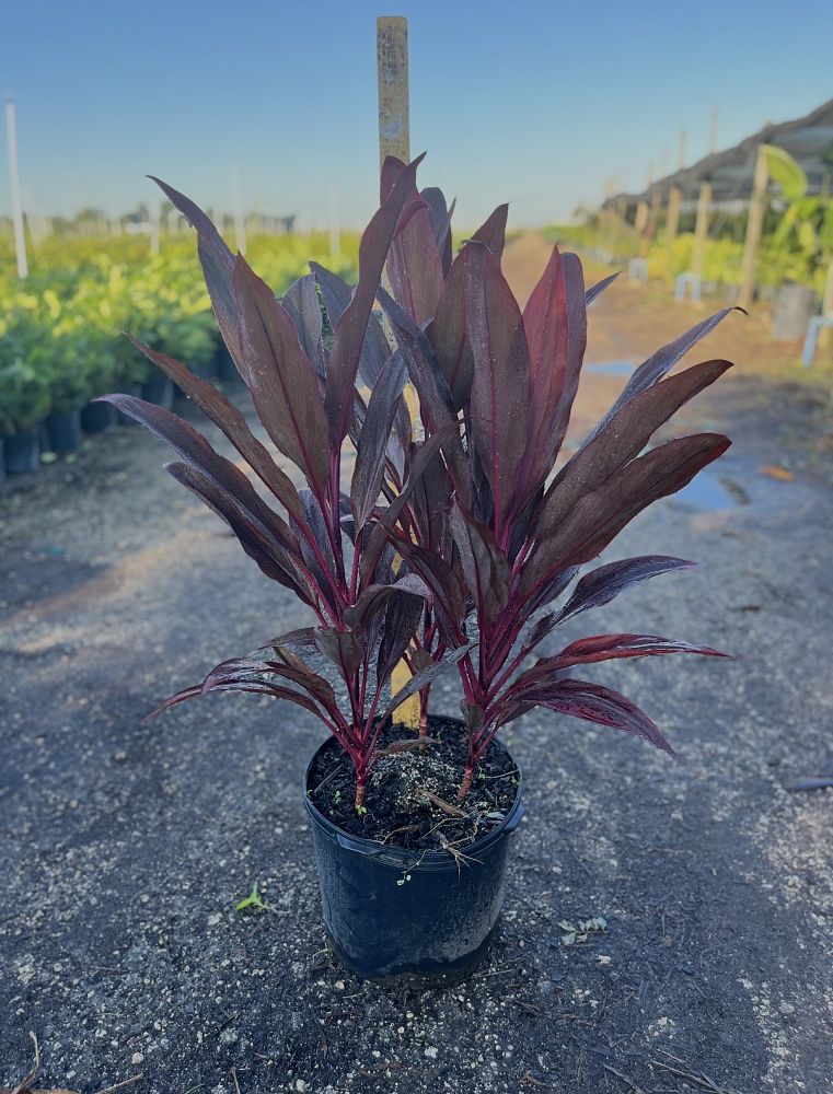 cordyline-fruticosa-auntie-lou-ti-plant-cordyline-terminalis-dracaena-terminalis