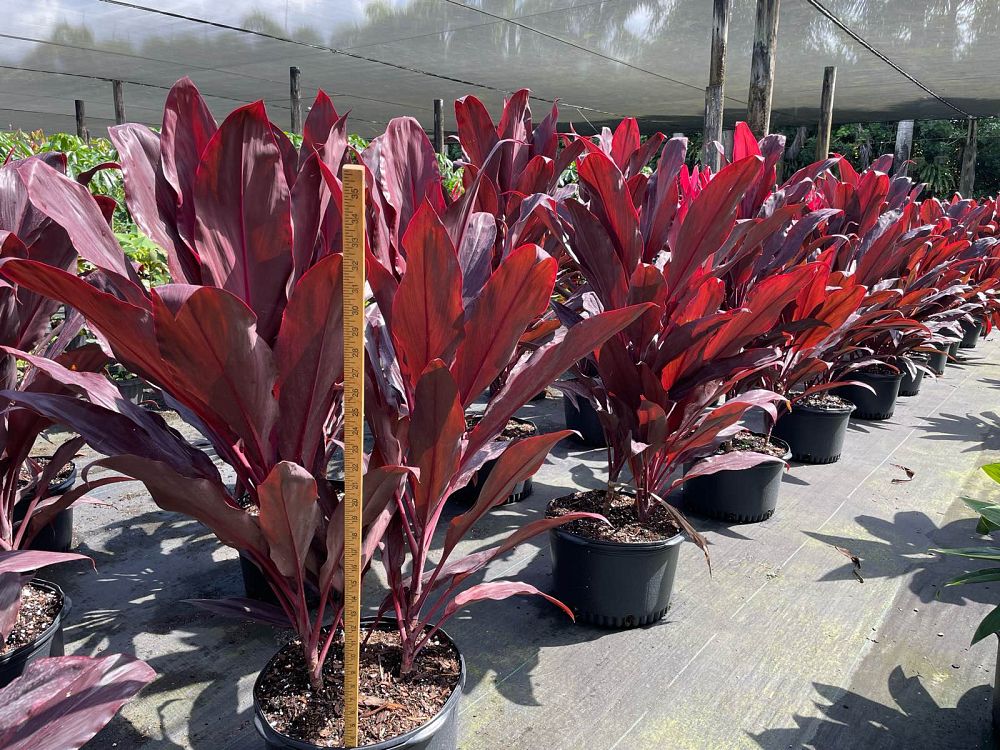 cordyline-fruticosa-auntie-lou-ti-plant-cordyline-terminalis-dracaena-terminalis