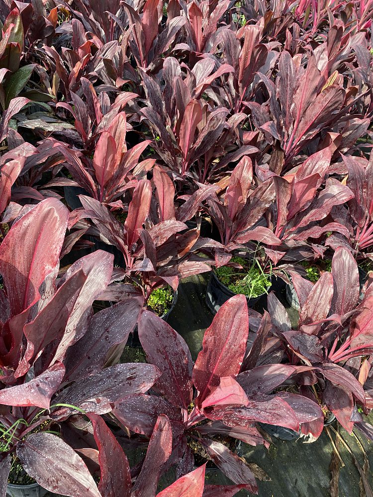 cordyline-fruticosa-auntie-lou-ti-plant-cordyline-terminalis-dracaena-terminalis