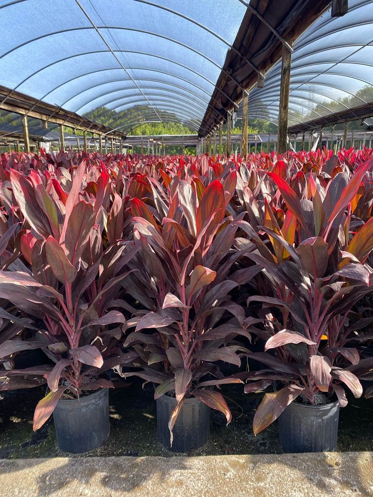 cordyline-fruticosa-auntie-lou-ti-plant-cordyline-terminalis-dracaena-terminalis