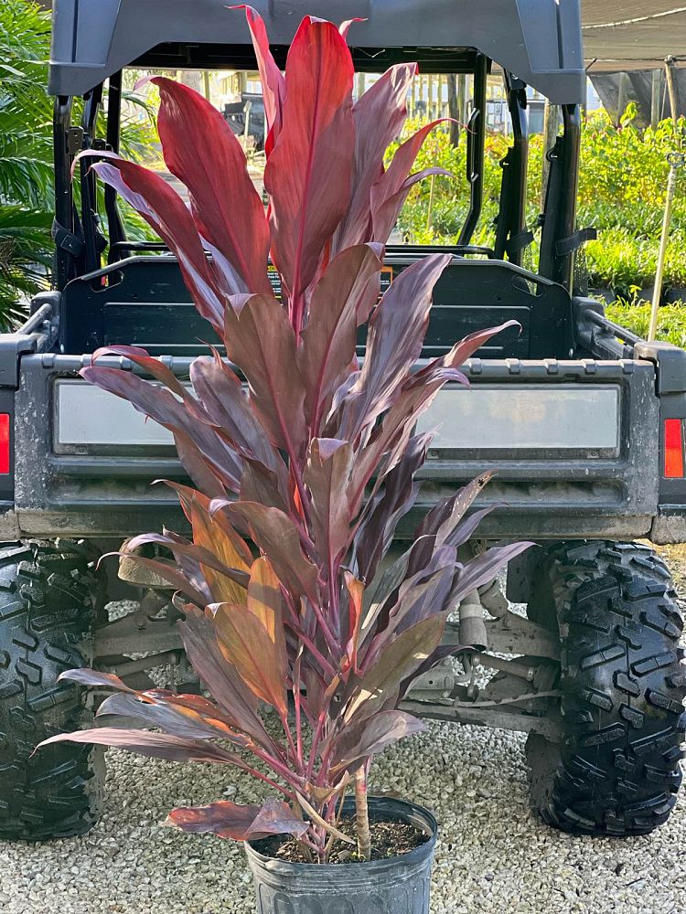 cordyline-fruticosa-auntie-lou-ti-plant-cordyline-terminalis-dracaena-terminalis