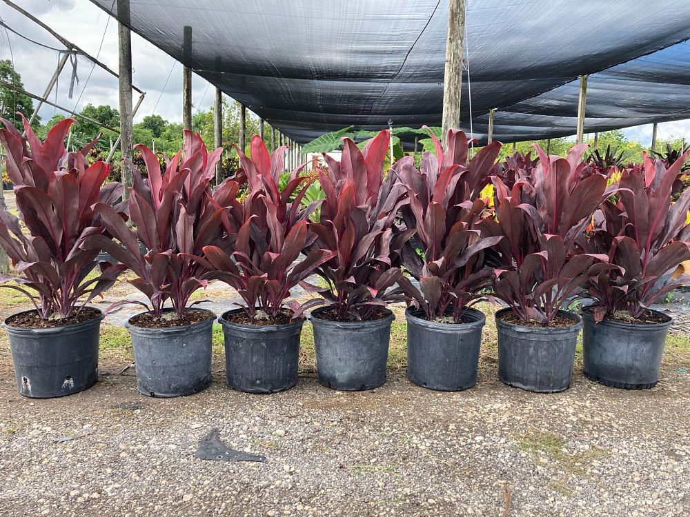 cordyline-fruticosa-auntie-lou-ti-plant-cordyline-terminalis-dracaena-terminalis