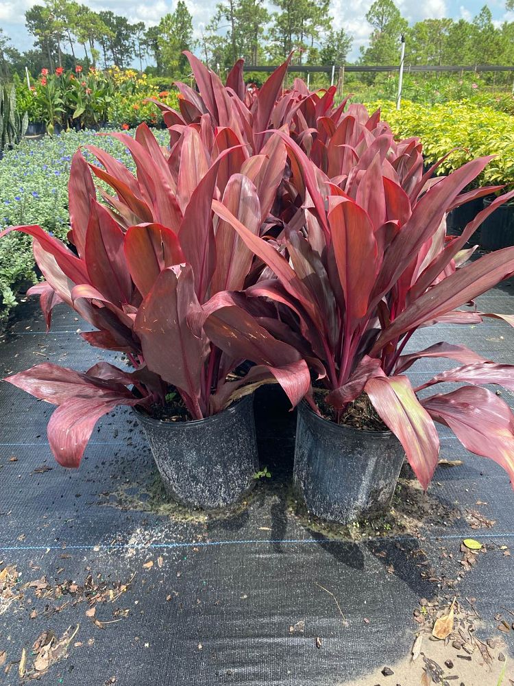 cordyline-fruticosa-auntie-lou-ti-plant-cordyline-terminalis-dracaena-terminalis