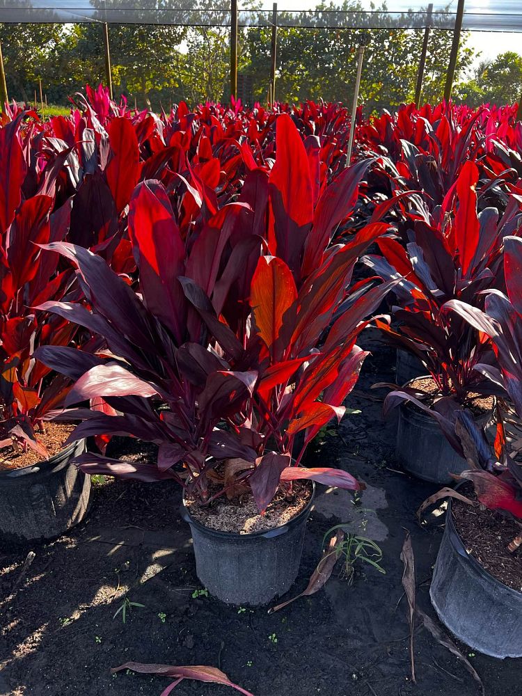 cordyline-fruticosa-auntie-lou-ti-plant-cordyline-terminalis-dracaena-terminalis