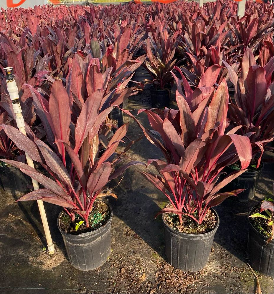 cordyline-fruticosa-auntie-lou-ti-plant-cordyline-terminalis-dracaena-terminalis