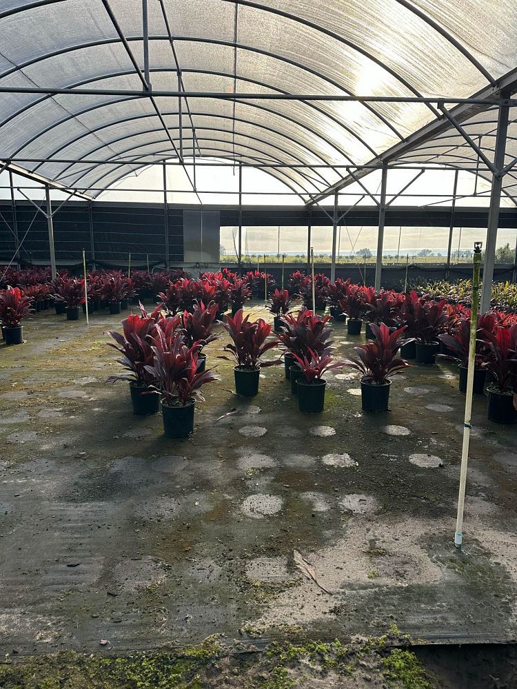 cordyline-fruticosa-auntie-lou-ti-plant-cordyline-terminalis-dracaena-terminalis