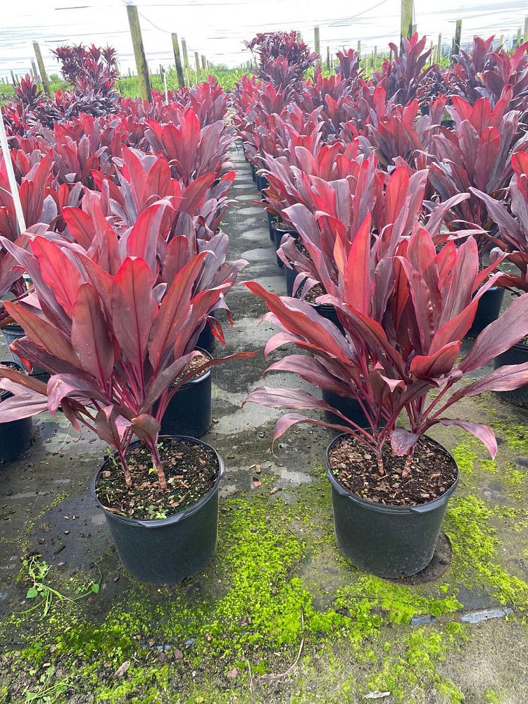 cordyline-fruticosa-auntie-lou-ti-plant-cordyline-terminalis-dracaena-terminalis