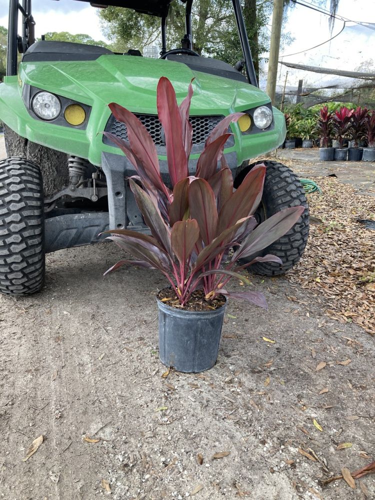 cordyline-fruticosa-auntie-lou-ti-plant-cordyline-terminalis-dracaena-terminalis