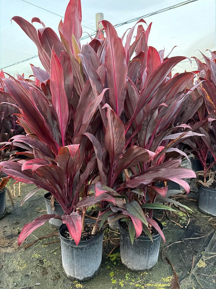 cordyline-fruticosa-auntie-lou-ti-plant-cordyline-terminalis-dracaena-terminalis