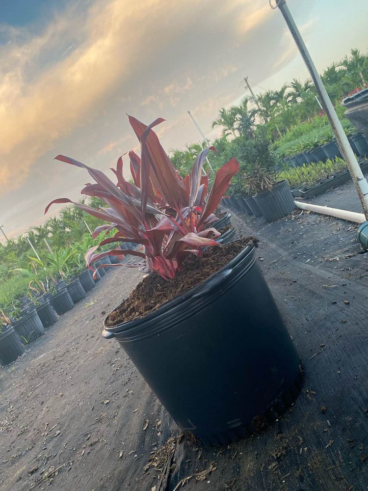 cordyline-fruticosa-auntie-lou-ti-plant-cordyline-terminalis-dracaena-terminalis