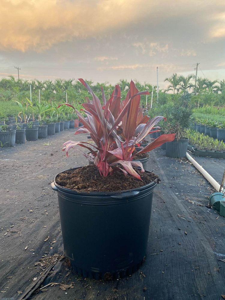 cordyline-fruticosa-auntie-lou-ti-plant-cordyline-terminalis-dracaena-terminalis
