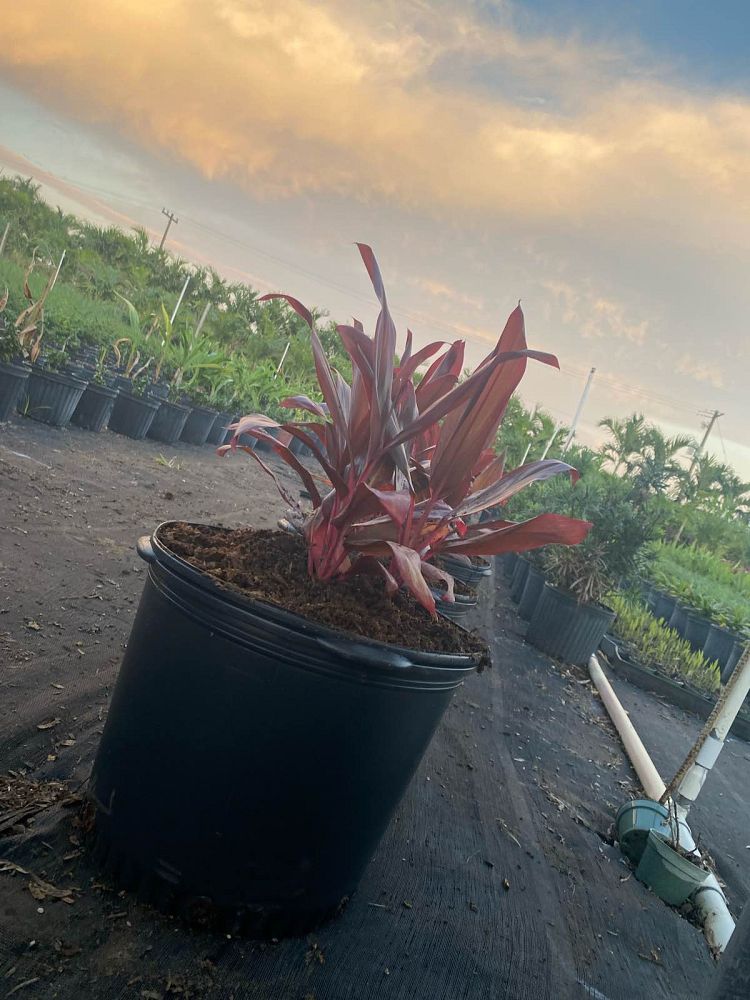 cordyline-fruticosa-auntie-lou-ti-plant-cordyline-terminalis-dracaena-terminalis