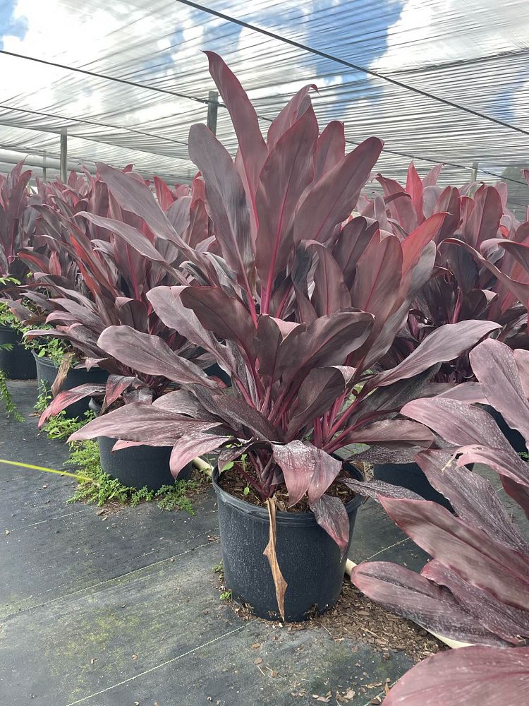 cordyline-fruticosa-auntie-lou-ti-plant-cordyline-terminalis-dracaena-terminalis