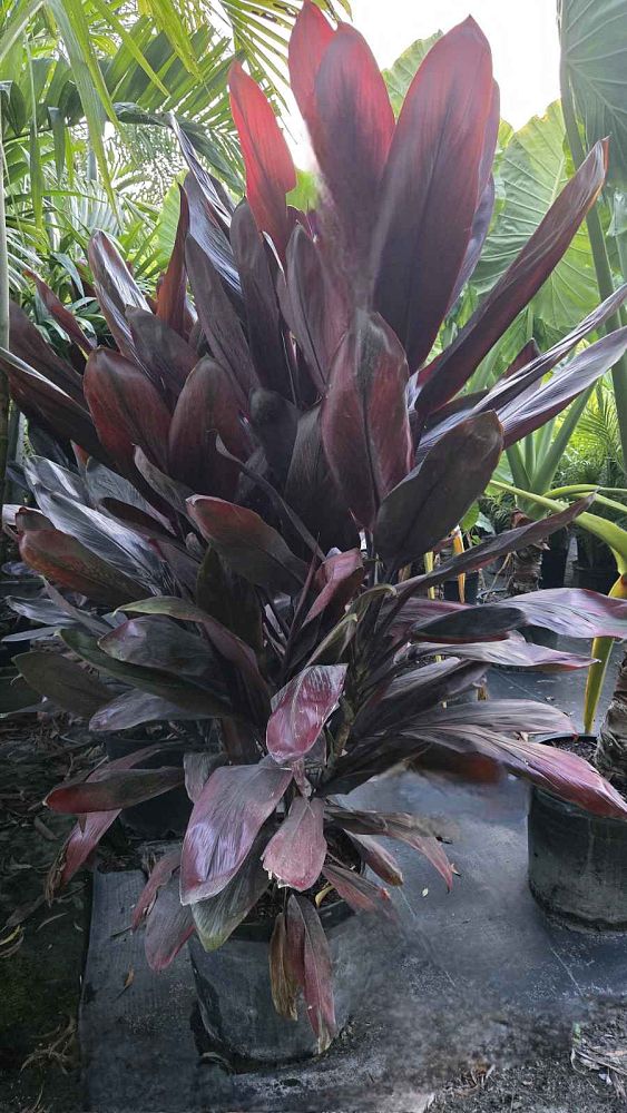 cordyline-fruticosa-auntie-lou-ti-plant-cordyline-terminalis-dracaena-terminalis