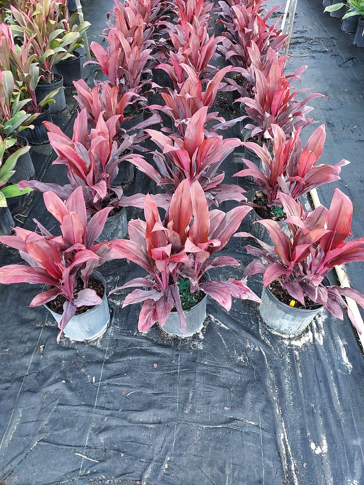 cordyline-fruticosa-auntie-lou-ti-plant-cordyline-terminalis-dracaena-terminalis