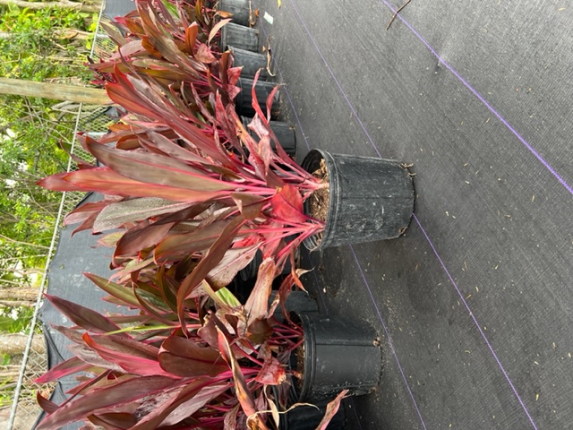 cordyline-fruticosa-auntie-lou-ti-plant-cordyline-terminalis-dracaena-terminalis