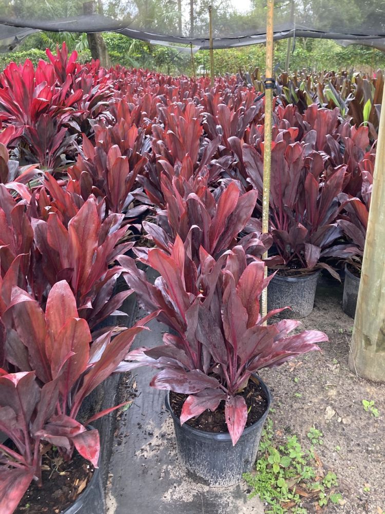 cordyline-fruticosa-auntie-lou-ti-plant-cordyline-terminalis-dracaena-terminalis