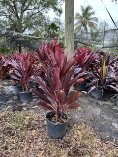 cordyline-fruticosa-auntie-lou-ti-plant-cordyline-terminalis-dracaena-terminalis