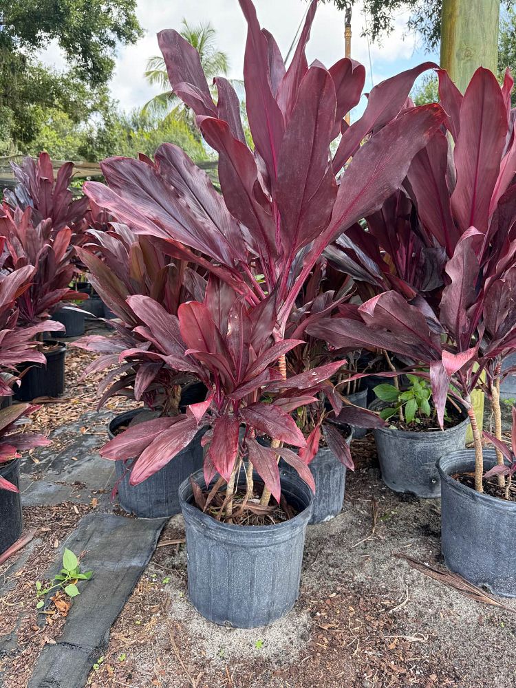cordyline-fruticosa-auntie-lou-ti-plant-cordyline-terminalis-dracaena-terminalis