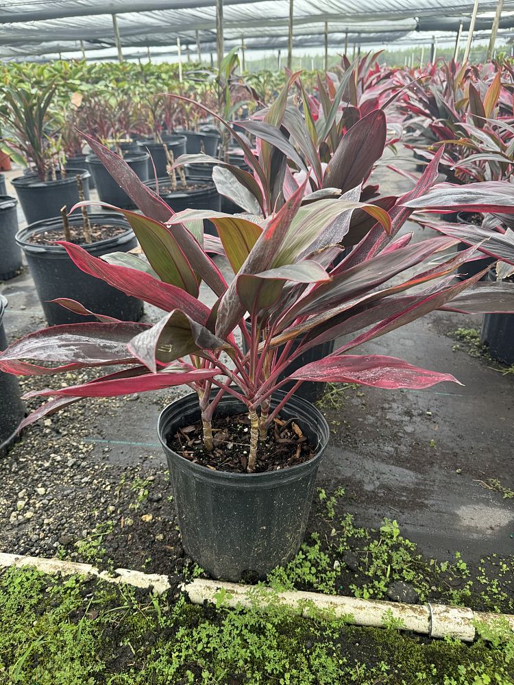 cordyline-fruticosa-auntie-lou-ti-plant-cordyline-terminalis-dracaena-terminalis