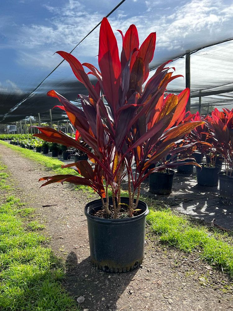 cordyline-fruticosa-auntie-lou-ti-plant-cordyline-terminalis-dracaena-terminalis