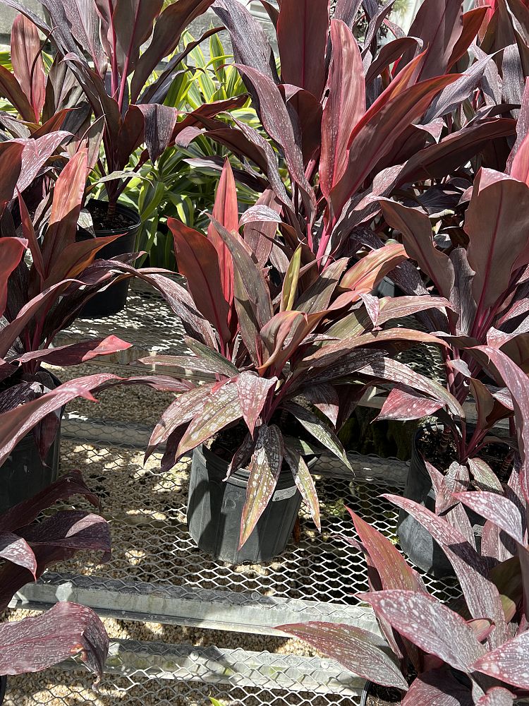cordyline-fruticosa-auntie-lou-ti-plant-cordyline-terminalis-dracaena-terminalis