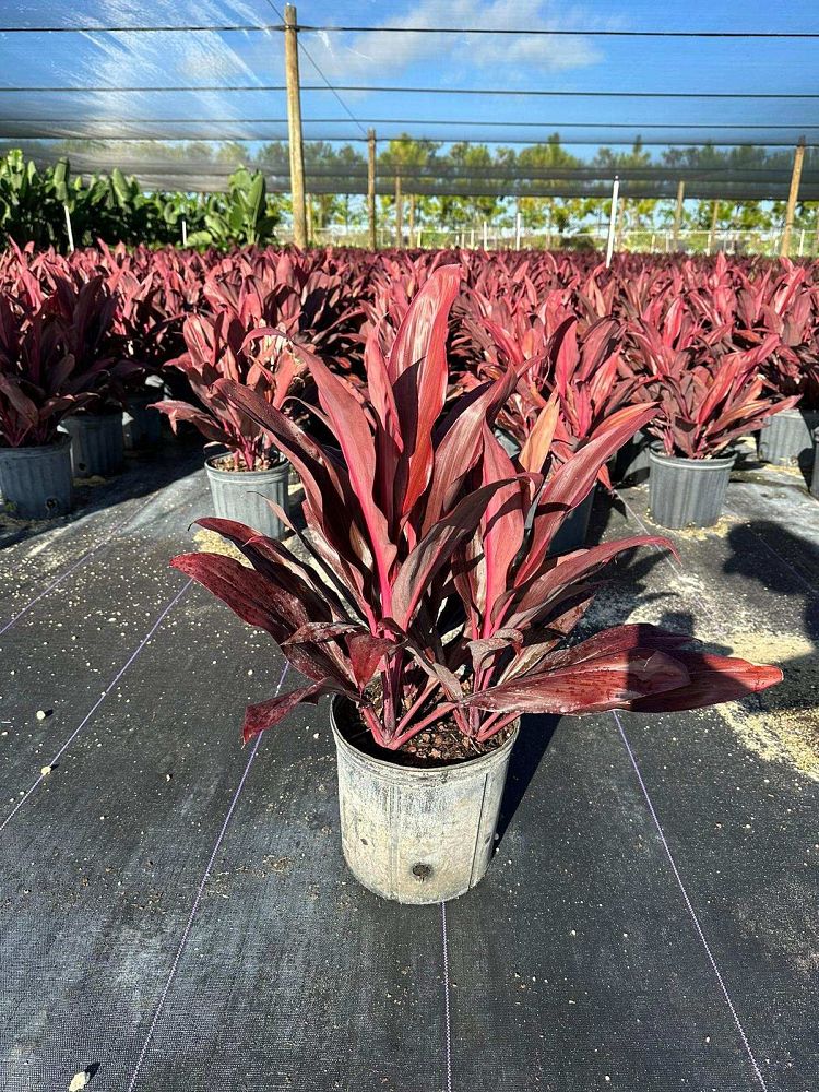 cordyline-fruticosa-auntie-lou-ti-plant-cordyline-terminalis-dracaena-terminalis