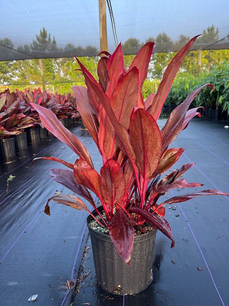 cordyline-fruticosa-auntie-lou-ti-plant-cordyline-terminalis-dracaena-terminalis