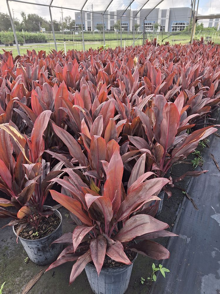 cordyline-fruticosa-auntie-lou-ti-plant-cordyline-terminalis-dracaena-terminalis