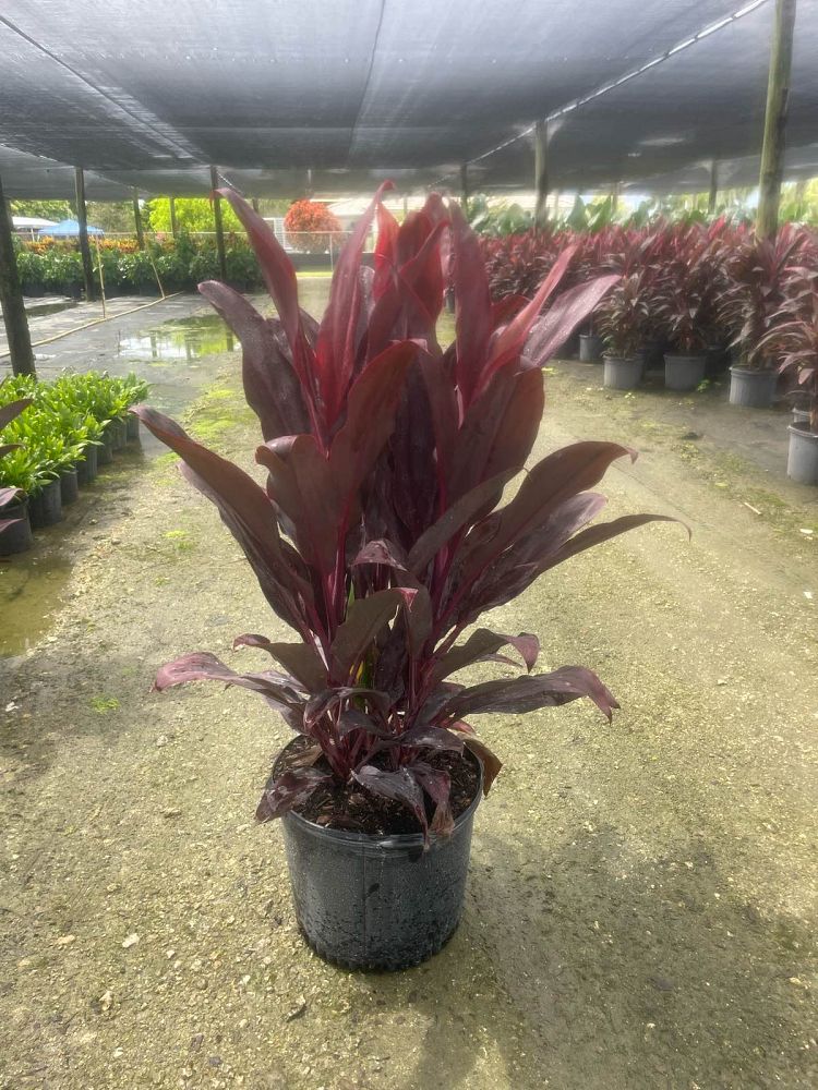 cordyline-fruticosa-auntie-lou-ti-plant-cordyline-terminalis-dracaena-terminalis
