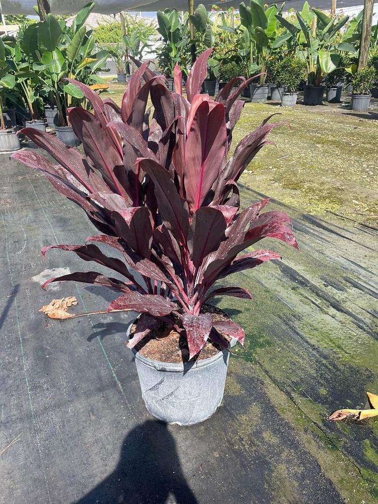 cordyline-fruticosa-auntie-lou-ti-plant-cordyline-terminalis-dracaena-terminalis