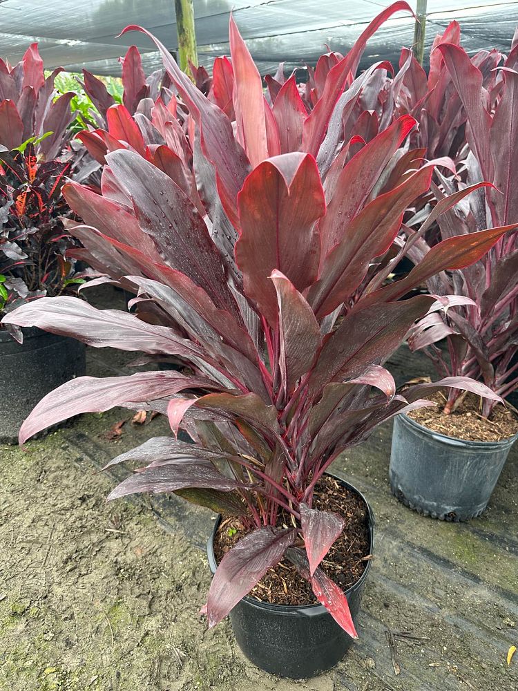 cordyline-fruticosa-auntie-lou-ti-plant-cordyline-terminalis-dracaena-terminalis
