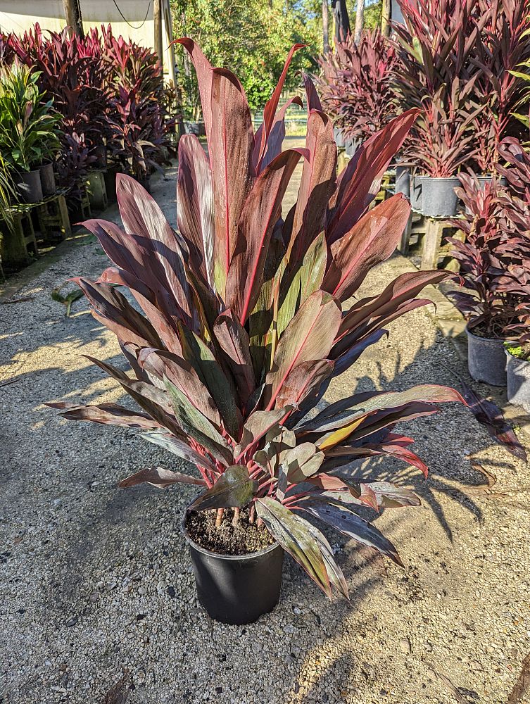 cordyline-fruticosa-auntie-lou-ti-plant-cordyline-terminalis-dracaena-terminalis