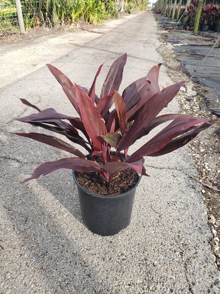 cordyline-fruticosa-auntie-lou-ti-plant-cordyline-terminalis-dracaena-terminalis