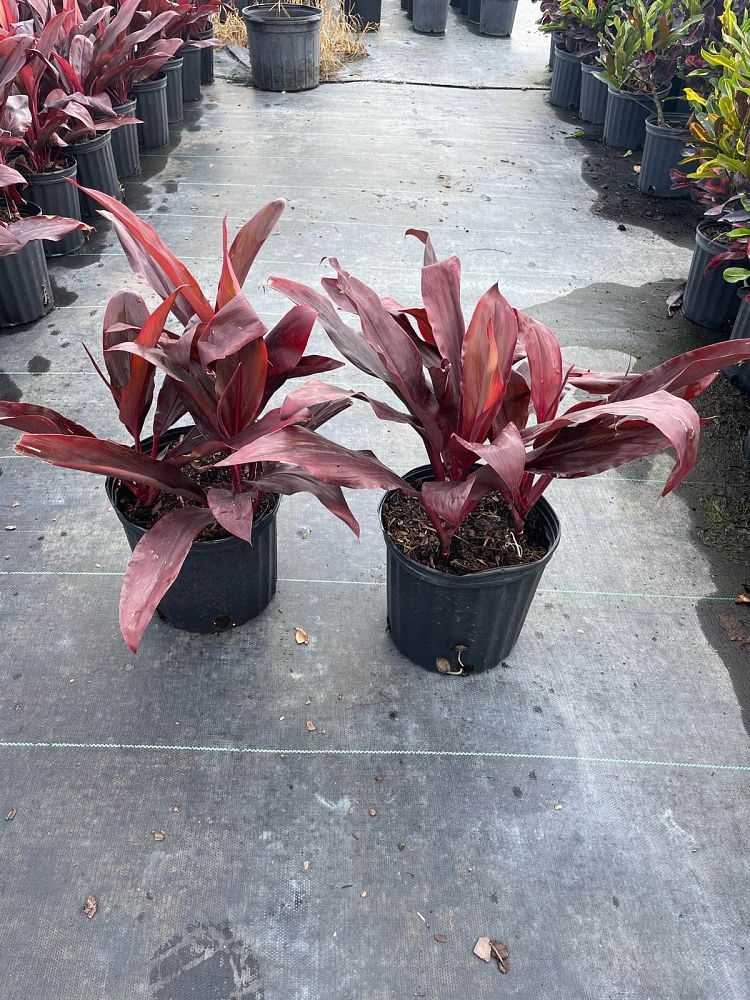 cordyline-fruticosa-auntie-lou-ti-plant-cordyline-terminalis-dracaena-terminalis