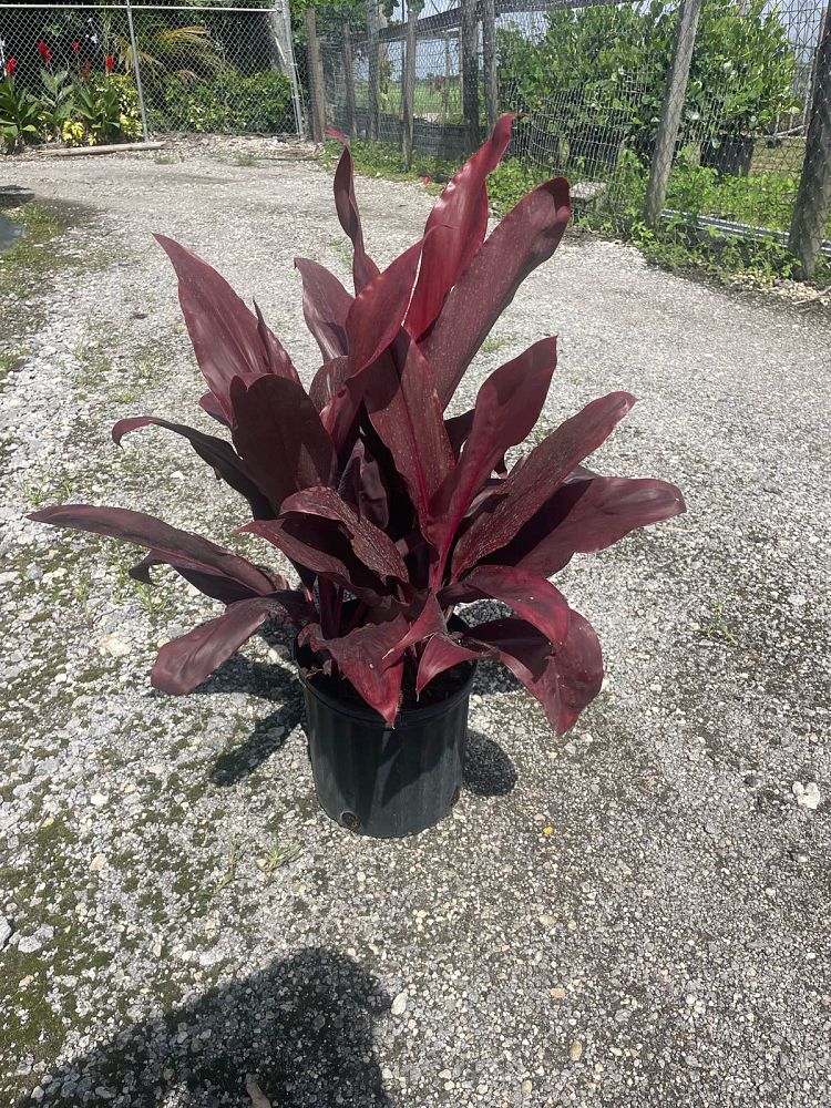 cordyline-fruticosa-auntie-lou-ti-plant-cordyline-terminalis-dracaena-terminalis