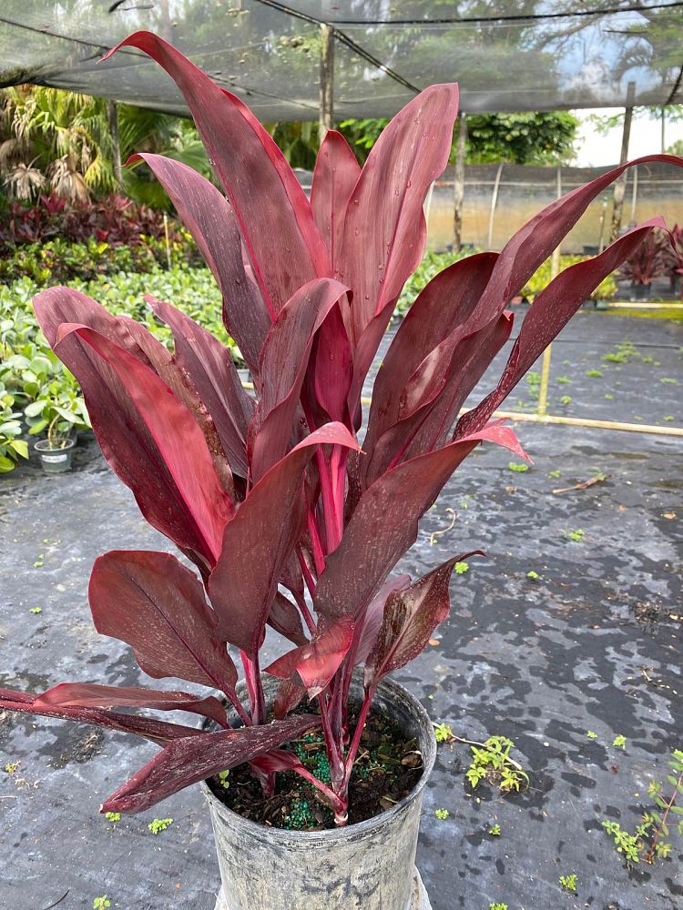 cordyline-fruticosa-auntie-lou-ti-plant-cordyline-terminalis-dracaena-terminalis