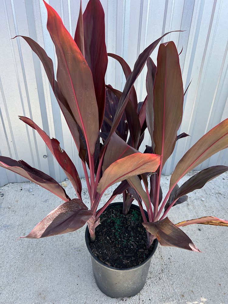 cordyline-fruticosa-auntie-lou-ti-plant-cordyline-terminalis-dracaena-terminalis