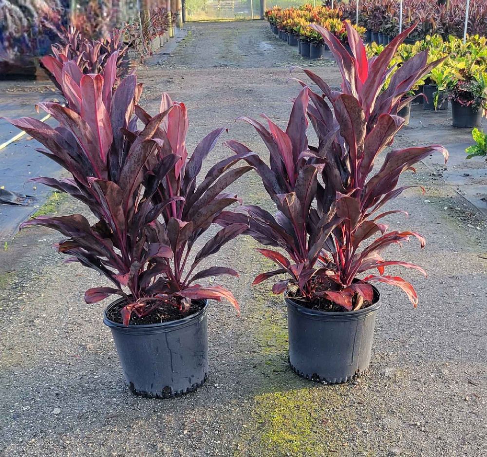 cordyline-fruticosa-auntie-lou-ti-plant-cordyline-terminalis-dracaena-terminalis