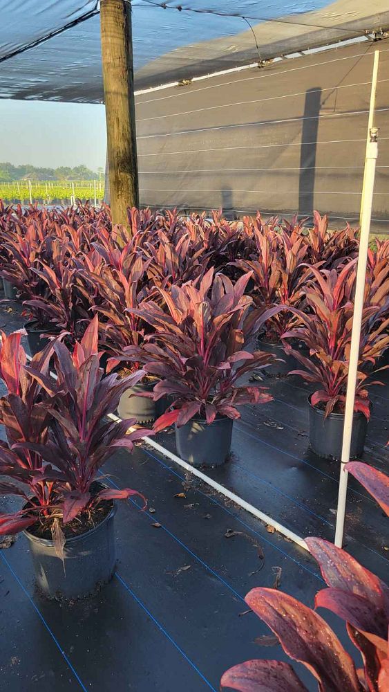 cordyline-fruticosa-auntie-lou-ti-plant-cordyline-terminalis-dracaena-terminalis