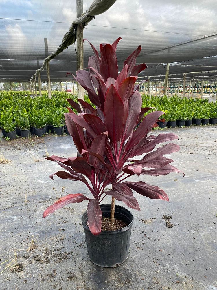 cordyline-fruticosa-auntie-lou-ti-plant-cordyline-terminalis-dracaena-terminalis