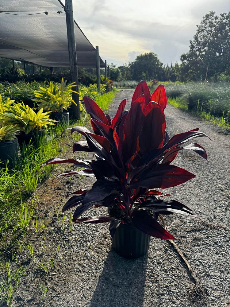 cordyline-fruticosa-auntie-lou-ti-plant-cordyline-terminalis-dracaena-terminalis