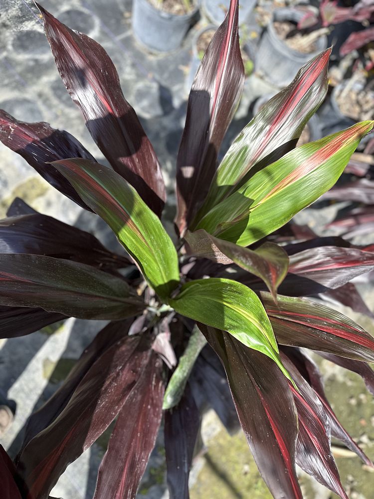 cordyline-fruticosa-auntie-lou-ti-plant-cordyline-terminalis-dracaena-terminalis